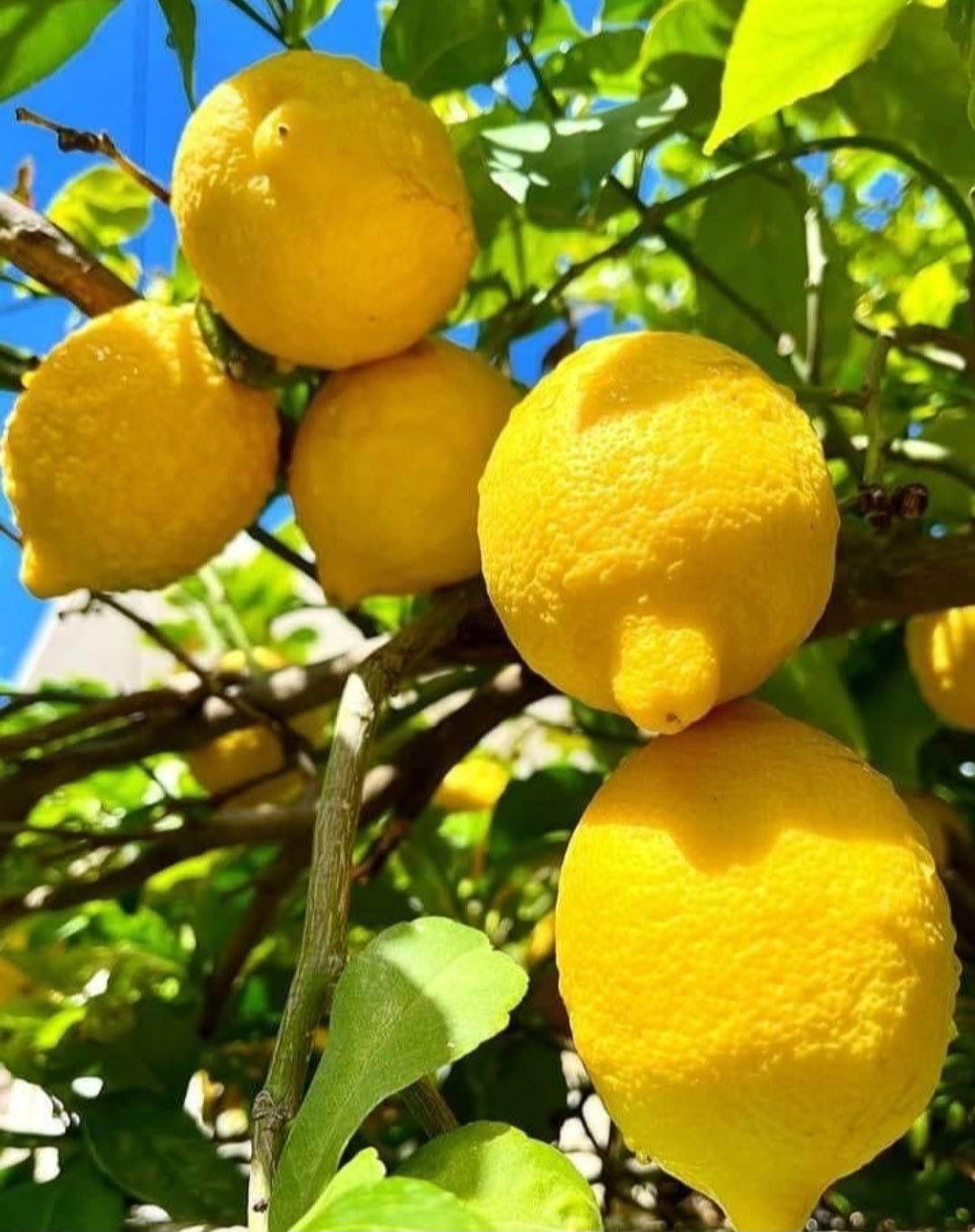 Limoni Biologici